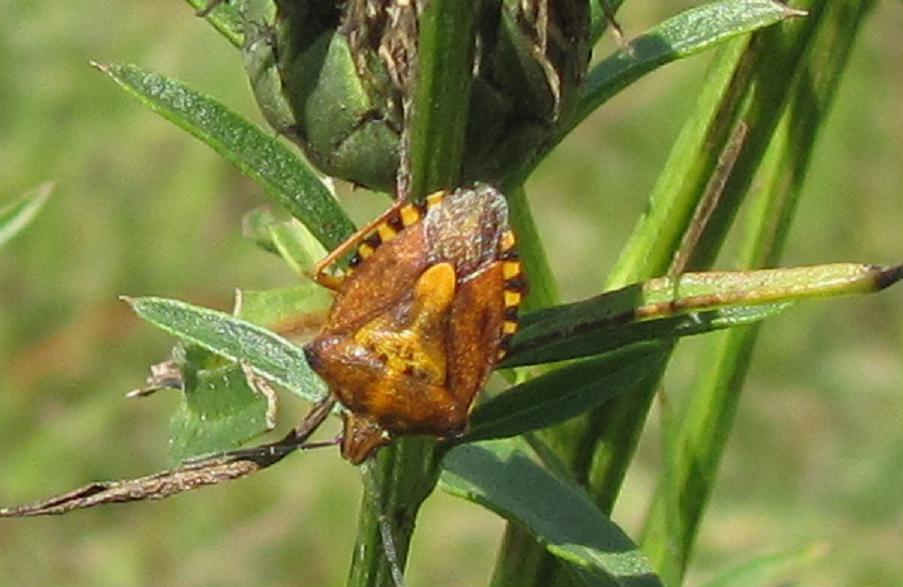 Pentatomidae: Carpocoris purpureipennis del Piemonte (BI)